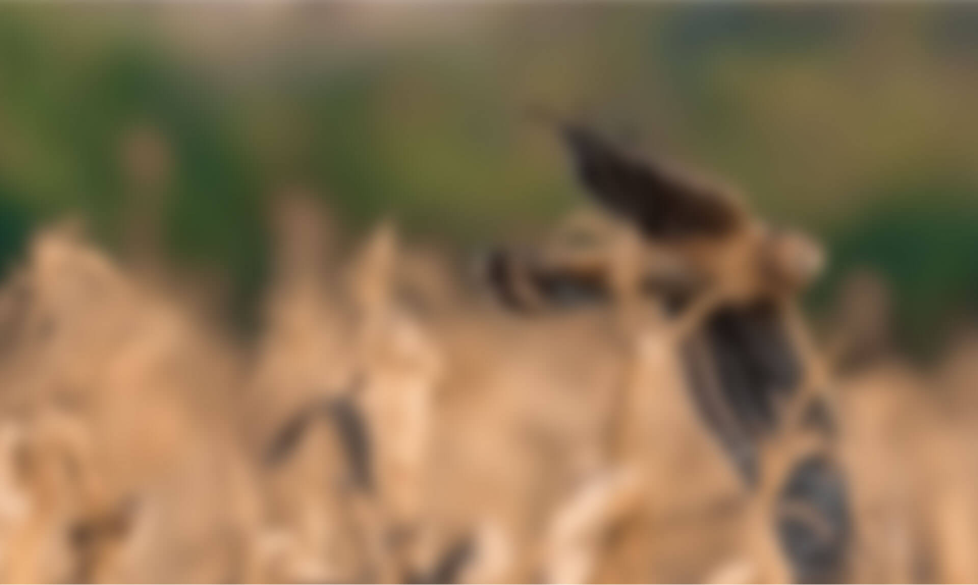 實(shí)時(shí)鳥類眼睛對焦